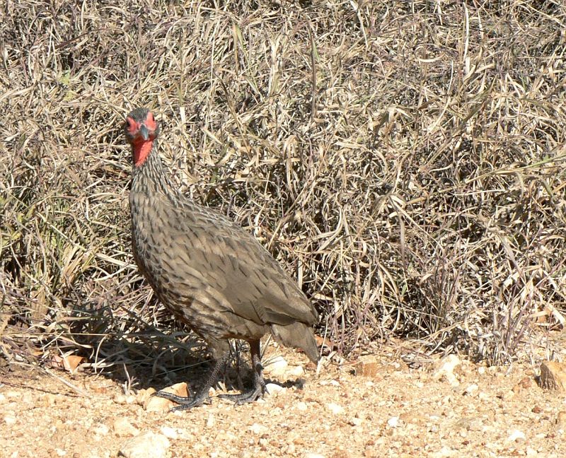 JAR 283.JPG - Zde si nás velmi zkoumavě prohlíží Frankolín Swainsonův - anglický název se přiliš neodlišuje - Swainsons Francolin.
